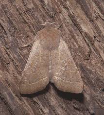 Attēlu rezultāti vaicājumam “Orthosia sp.”