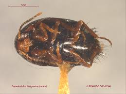 Attēlu rezultāti vaicājumam “Sepedophilus sp.”