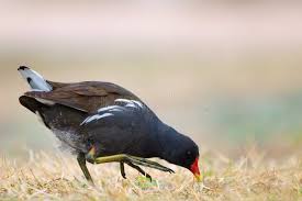 Attēlu rezultāti vaicājumam “Gallinula chloropus”