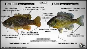 Image result for Lepomis cyanellus