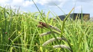 Attēlu rezultāti vaicājumam “Carex acuta”