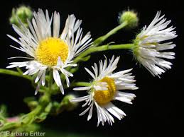 Attēlu rezultāti vaicājumam “Erigeron annuus”