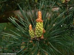 Attēlu rezultāti vaicājumam “Pinus sylvestris var. borussica”