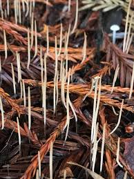 Attēlu rezultāti vaicājumam “Macrotyphula juncea”