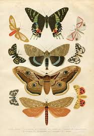 Attēlu rezultāti vaicājumam “Hepialidae”