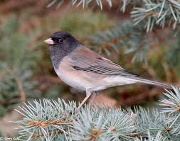 Image result for Junco hyemalis