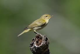 Image result for Phylloscopus ibericus