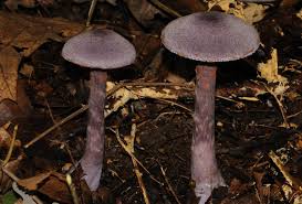 Attēlu rezultāti vaicājumam “Cortinarius violaceus”