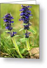 Attēlu rezultāti vaicājumam “Ajuga genevensis”