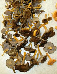 Attēlu rezultāti vaicājumam “Polyporus tubaeformis”