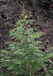 Attēlu rezultāti vaicājumam “Thuja plicata”