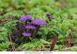 Attēlu rezultāti vaicājumam “Laccaria amethystina”
