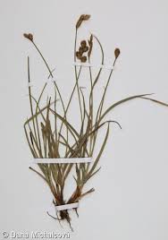 Attēlu rezultāti vaicājumam “Carex leporina”