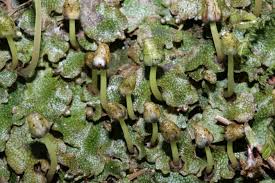 Attēlu rezultāti vaicājumam “Conocephalum salebrosum”