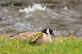 Attēlu rezultāti vaicājumam “Branta canadensis adult”