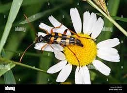 Attēlu rezultāti vaicājumam “Strangalia attenuata”