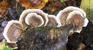Attēlu rezultāti vaicājumam “Trametes versicolor”