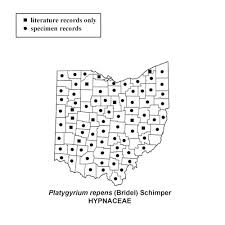 Attēlu rezultāti vaicājumam “Platygyrium repens”