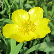 Attēlu rezultāti vaicājumam “Ranunculus flammula flower”