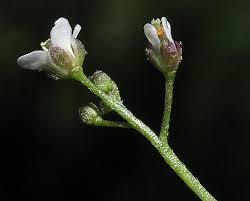 Attēlu rezultāti vaicājumam “Capsella bursa-pastoris bud”