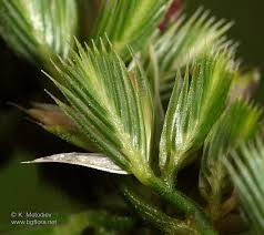 Attēlu rezultāti vaicājumam “Cynosurus cristatus flower”