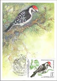 Attēlu rezultāti vaicājumam “Dendrocopos minor”