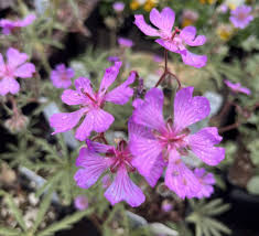 Attēlu rezultāti vaicājumam “Geranium bohemicum leaf”