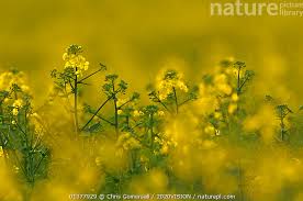 Attēlu rezultāti vaicājumam “Brassica napus flower”