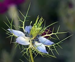 Image result for Nigella damascena