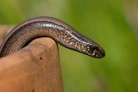 Attēlu rezultāti vaicājumam “Anguis fragilis adult”