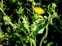 Attēlu rezultāti vaicājumam “Sonchus asper”
