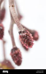 Attēlu rezultāti vaicājumam “Alnus glutinosa female flower”