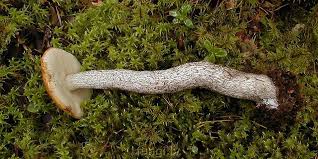 Attēlu rezultāti vaicājumam “Leccinum versipelle”