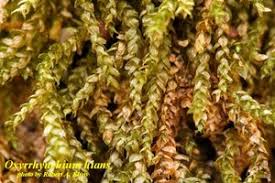 Attēlu rezultāti vaicājumam “Oxyrrhynchium hians var. rigidum macro”