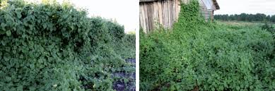 Attēlu rezultāti vaicājumam “Thladiantha dubia”