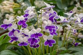 Image result for Streptocarpus