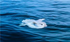 Image result for Mola mola
