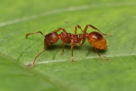 Attēlu rezultāti vaicājumam “Myrmica rubra”