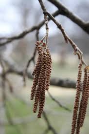 Attēlu rezultāti vaicājumam “Corylus colurna”