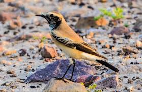 Attēlu rezultāti vaicājumam “Oenanthe oenanthe male”