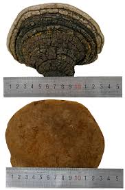 Attēlu rezultāti vaicājumam “Phellinus”