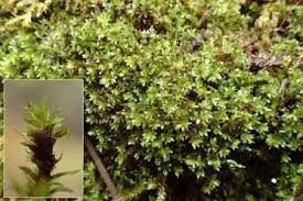 Attēlu rezultāti vaicājumam “Bryum moravicum”