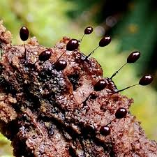 Attēlu rezultāti vaicājumam “Didymium serpula macro”