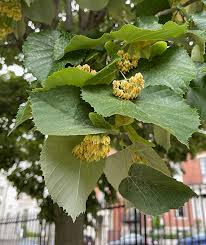Attēlu rezultāti vaicājumam “Tilia tomentosa leaf”