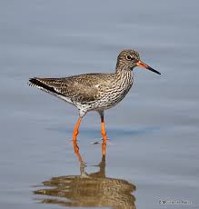 Attēlu rezultāti vaicājumam “Tringa totanus”