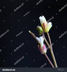 Attēlu rezultāti vaicājumam “Erophila verna flower”