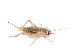 Attēlu rezultāti vaicājumam “Gryllus domesticus”