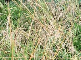 Attēlu rezultāti vaicājumam “Poa palustris”