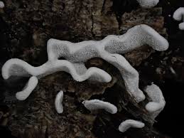 Attēlu rezultāti vaicājumam “Physarum bivalve”