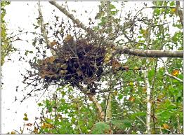 Attēlu rezultāti vaicājumam “Taphrina betulina”